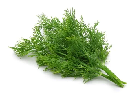 شبت