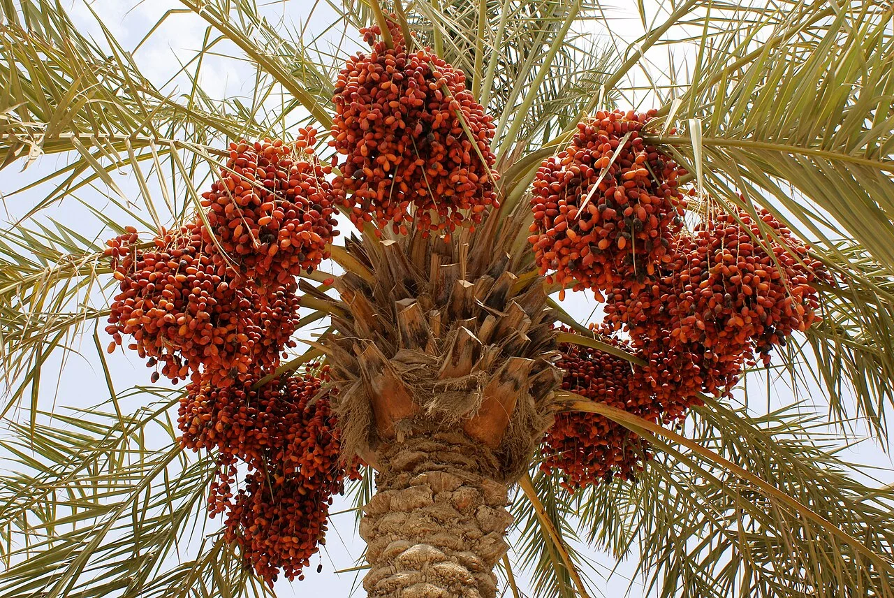 بلح طازج