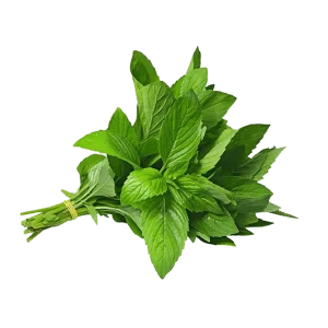 نعناع أخضر