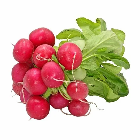 فجل أحمر
