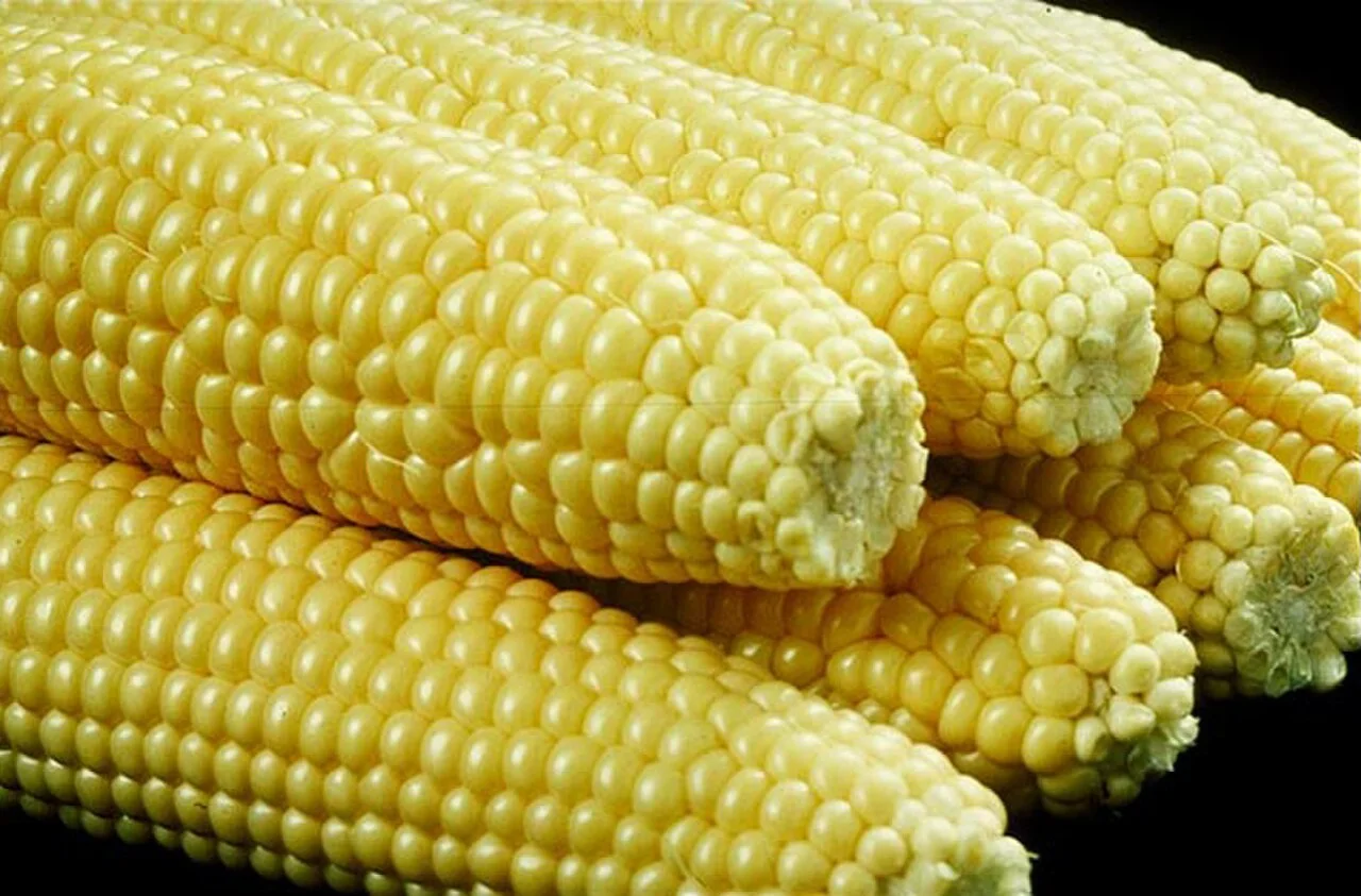ذرة سكرية
